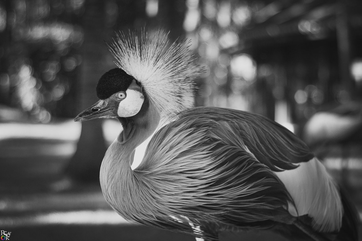 Grey crowned crane/Венценосный журавль - Pavel Nazarenko