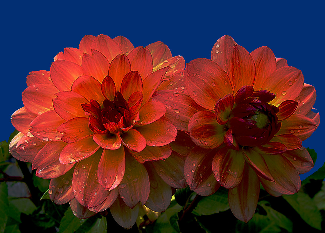 Хризантемы 6 по фото laana ladas - Владимир Хатмулин