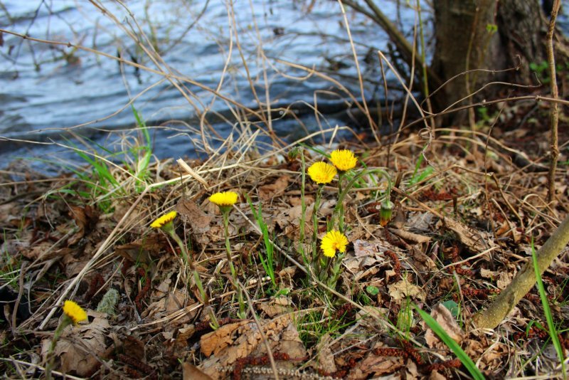 Весна... озеро Святое - Galina ✋ ✋✋