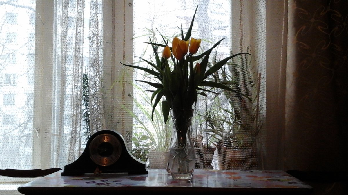 Жёлтые тюльпаны - Дмитрий Никитин