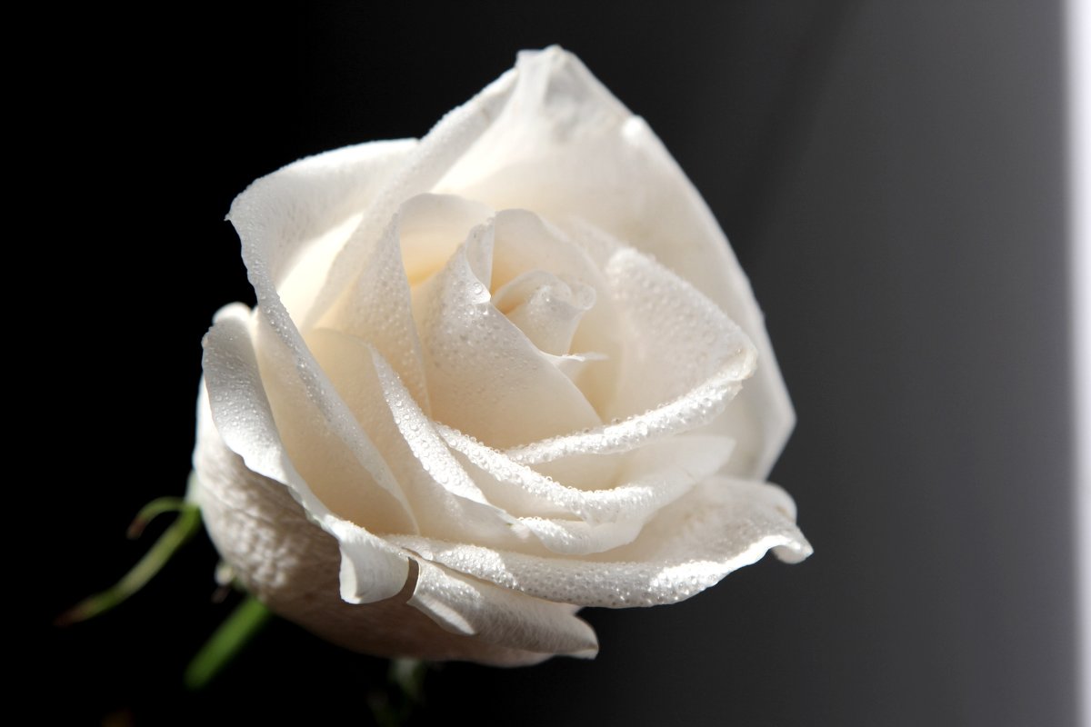 Белая роза - Ирина 