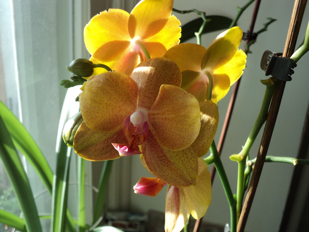 Желтая орхидея - Ириша ****