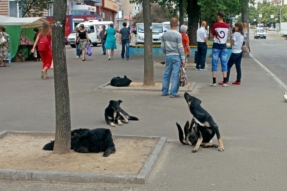 Город людей и... собак - Сергей Тарабара