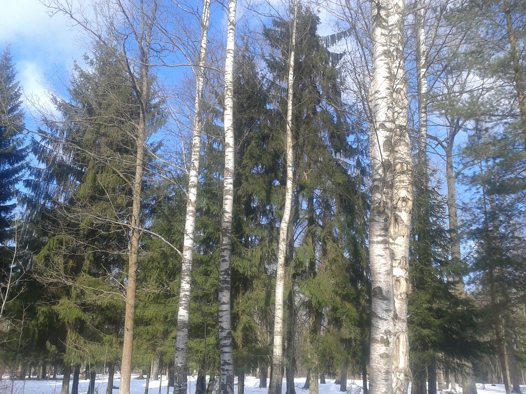 Весенний лес - Сапсан 