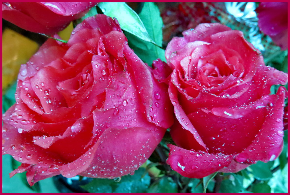 Плачут розы под дождём... - Светлана Петошина