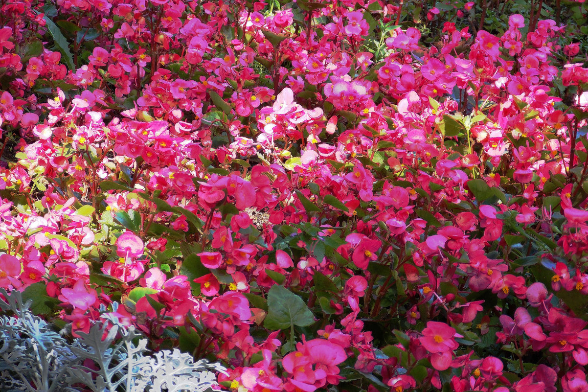 Цветочный ковёр - Фотогруппа Весна
