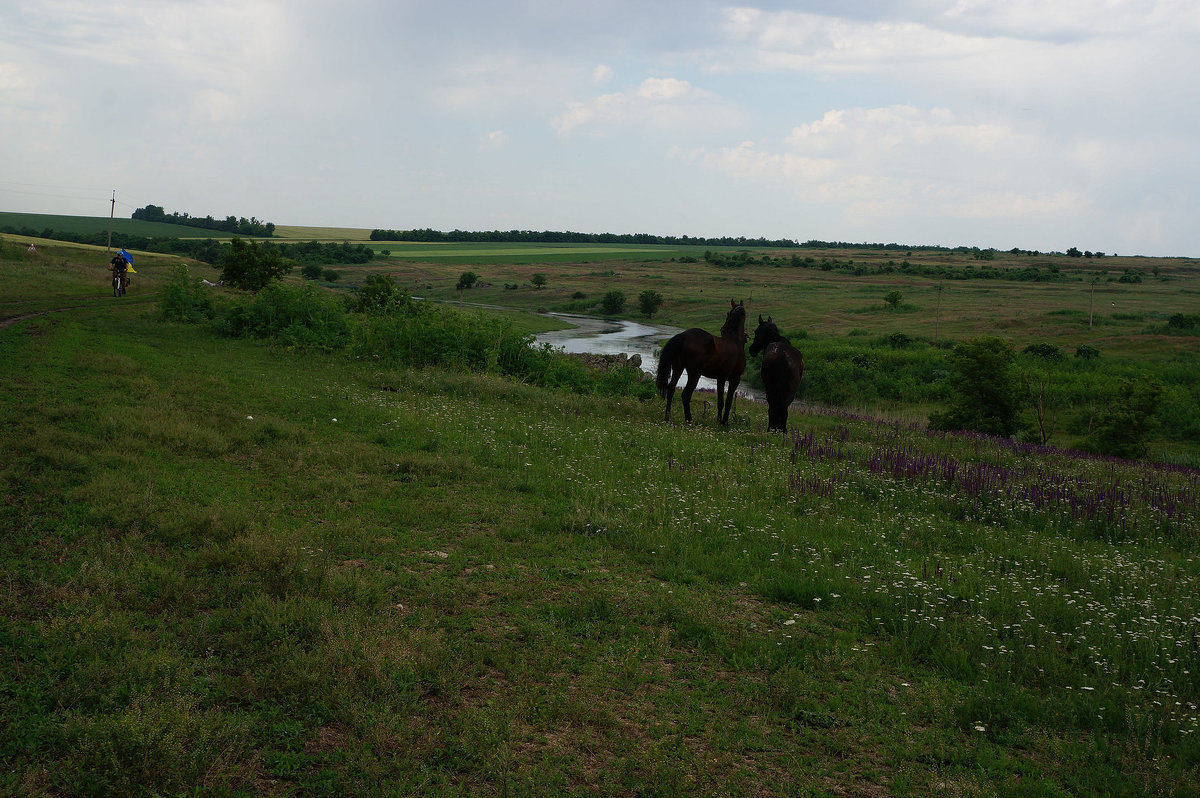 У водопоя - Люша 