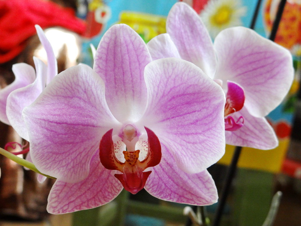 Орхидея(Фаленопсис розовый (Phalaenopsis rosea) - Алексей Цветков
