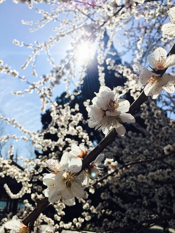 Spring in Beijing! - Shiva 