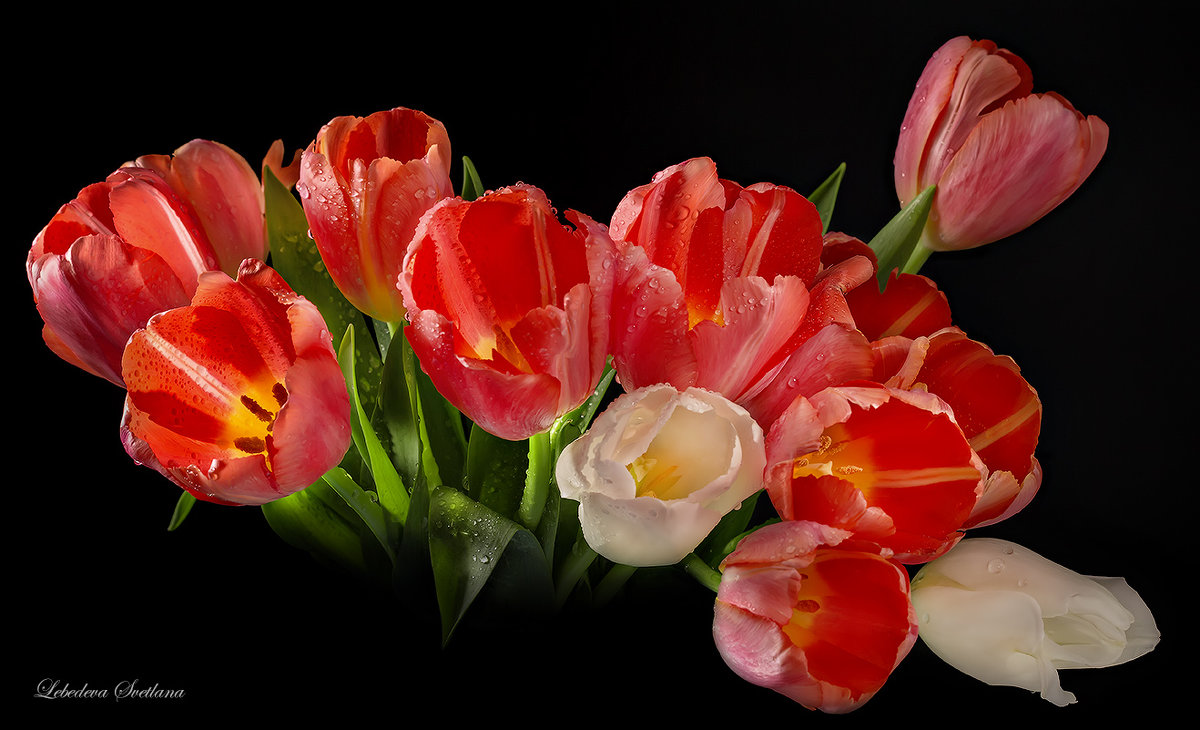 Красные тюльпаны - Светлана Л.