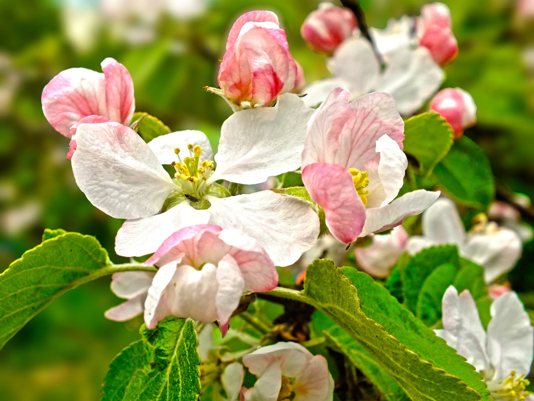 Яблони в цвету, весны творенье... - Андрей Кротов