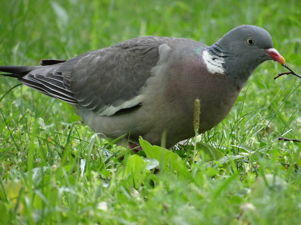 Вя́хирь, или витю́тень[2] (лат. Columba palumbus) - Алексей Цветков