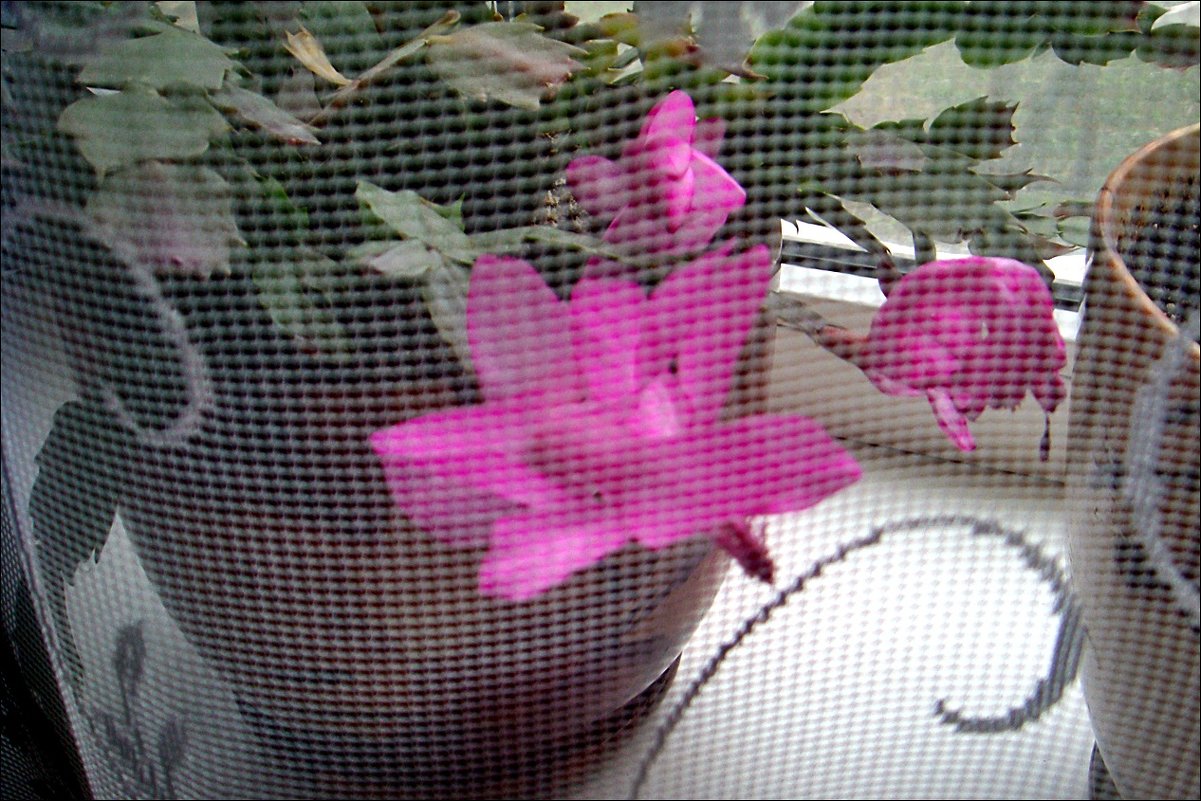 Мой декабрист цвёл в ноябре, январе, а теперь и в марте цветёт - Нина Корешкова