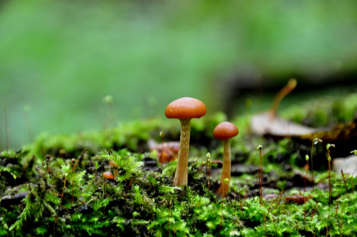 Маленькие грибы - Kaisa Mironova