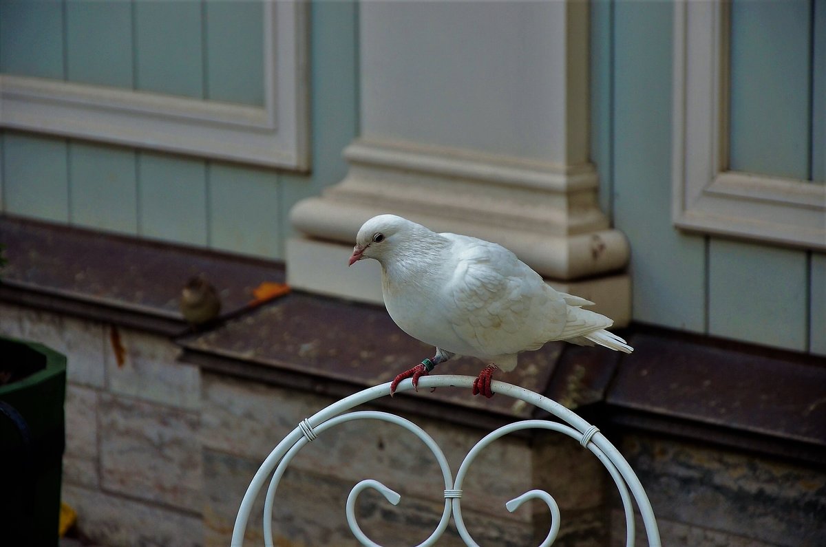 Белая голубка... - Sergey Gordoff