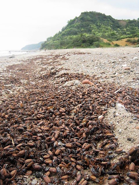 Выброс колорадского жука в Балтийском море - Марина 