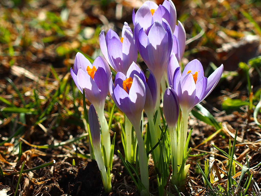 Мартовские цветы - wea *