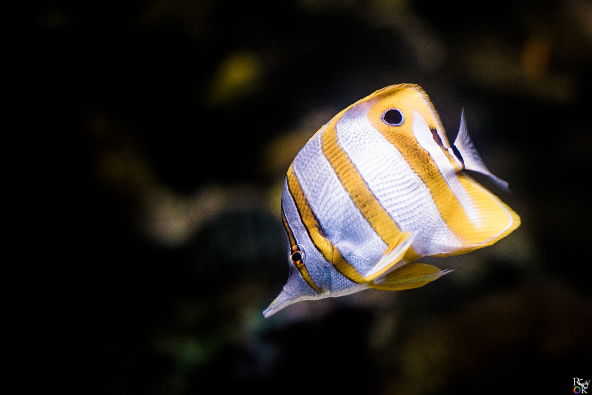 Copperband butterflyfish - Pavel Nazarenko