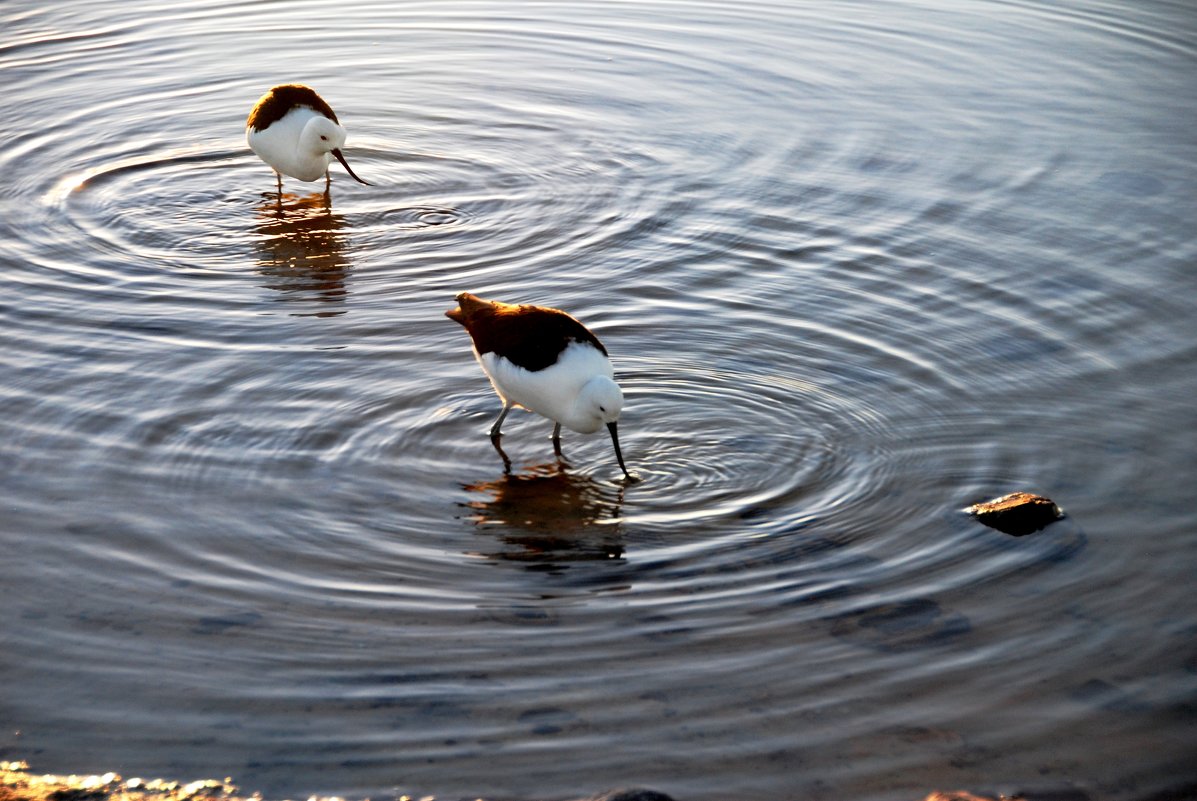 Птички соляных озер Атакамы - Tatiana Belyatskaya