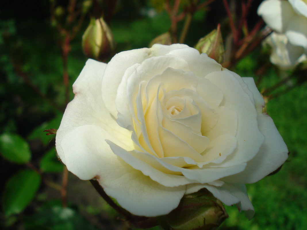Белая роза - Дарья Лаврухина