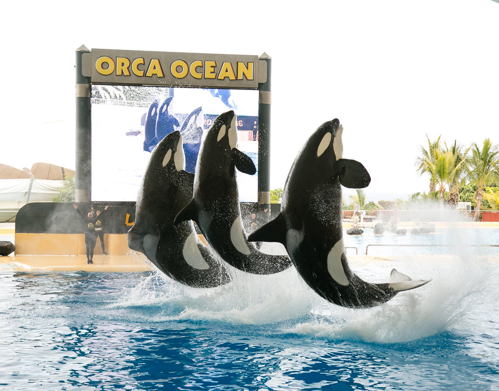 Orca Ocean Show - Ольга Салаева 