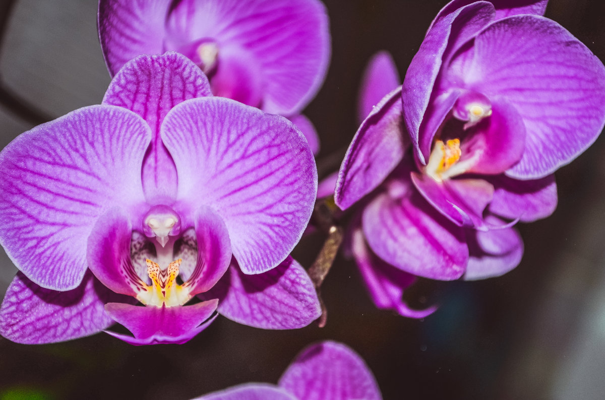 орхидея - Оксана Fits