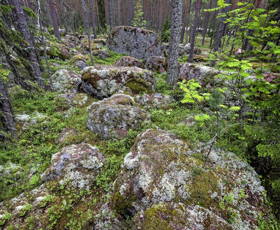 Лес, мох, камни - Константин 