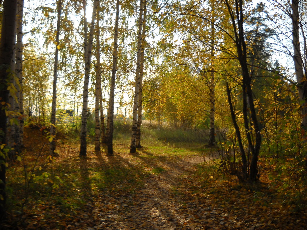 осень - Александр Попков