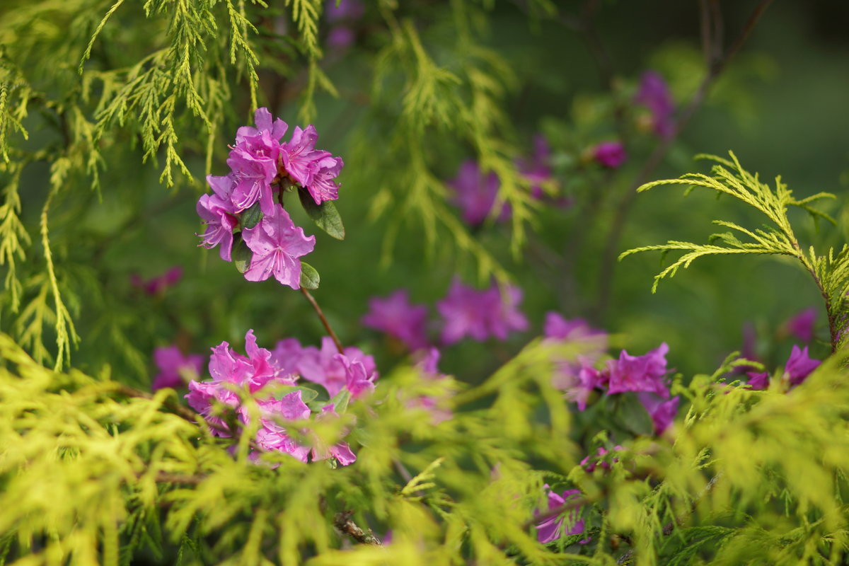 Яркие весенние цветы в саду - Иван Лазаренко
