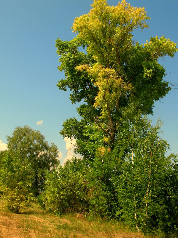 Старое дерево 50 лет - Александра Бояркина