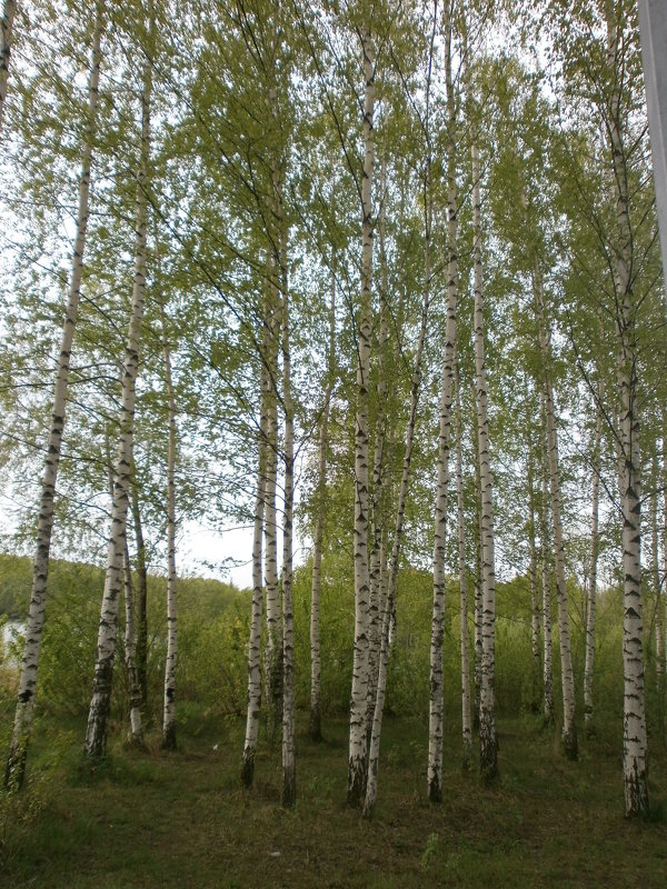 В е с н а - Алёна Савина