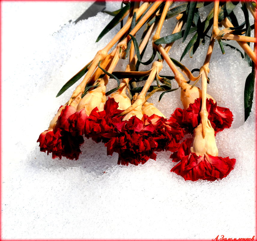 О цветах на снегу.. - Андрей Заломленков