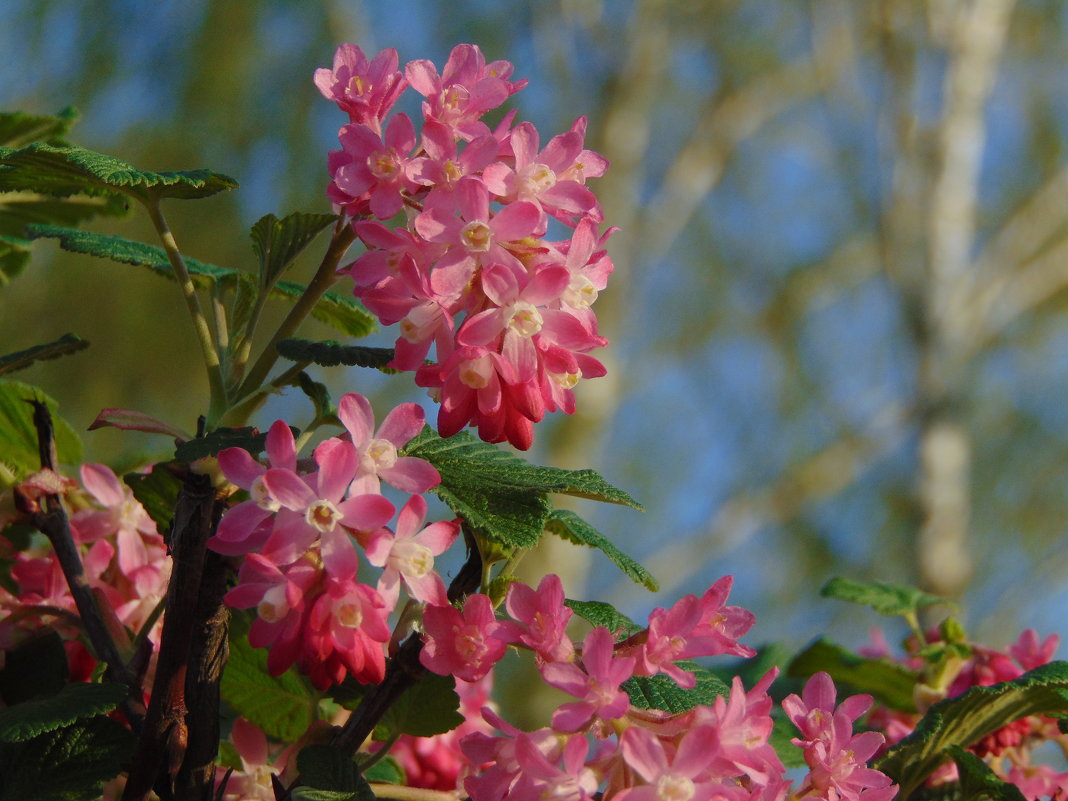Цветущие кусты смородины в начале апреля - spm62 Baiakhcheva Svetlana