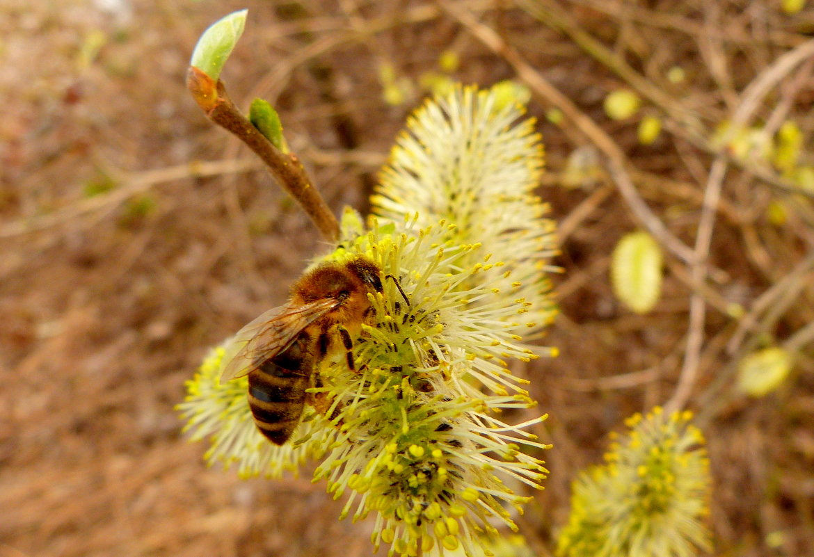пчела - сбор апрельского мёда - Александр Прокудин