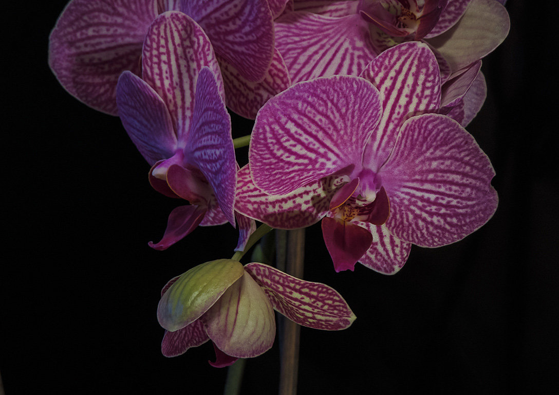 Цветы орхидеи - Сергей Цветков
