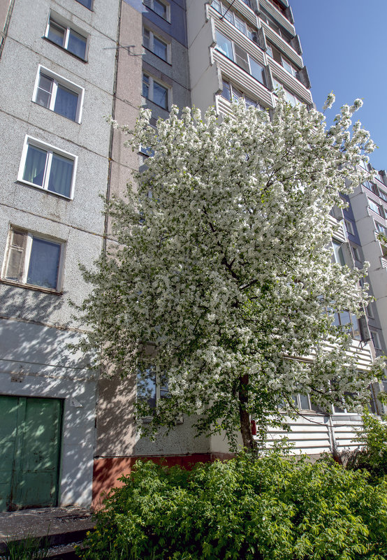 яблоня в цвету - gribushko грибушко Николай