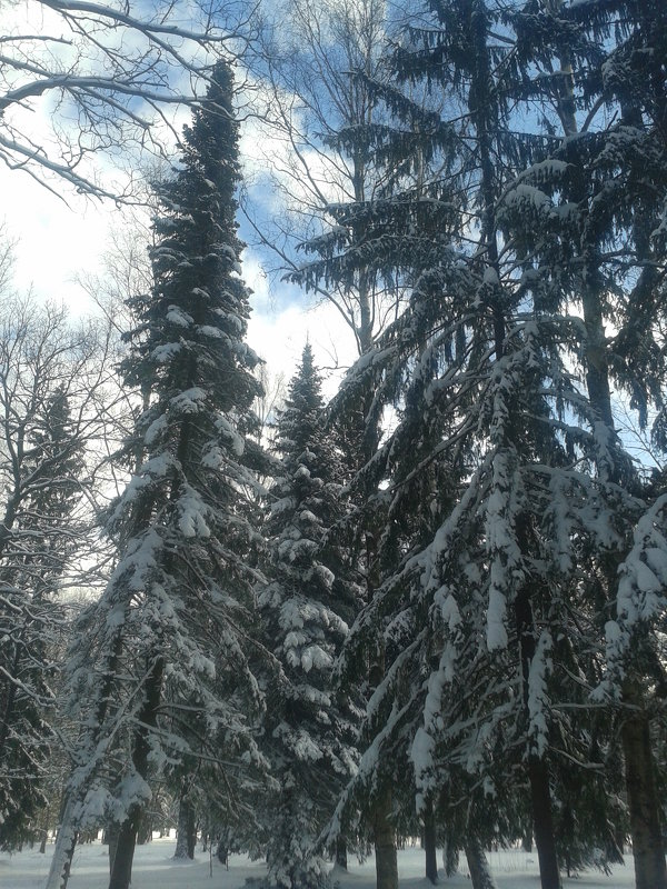 Снег - Сапсан 