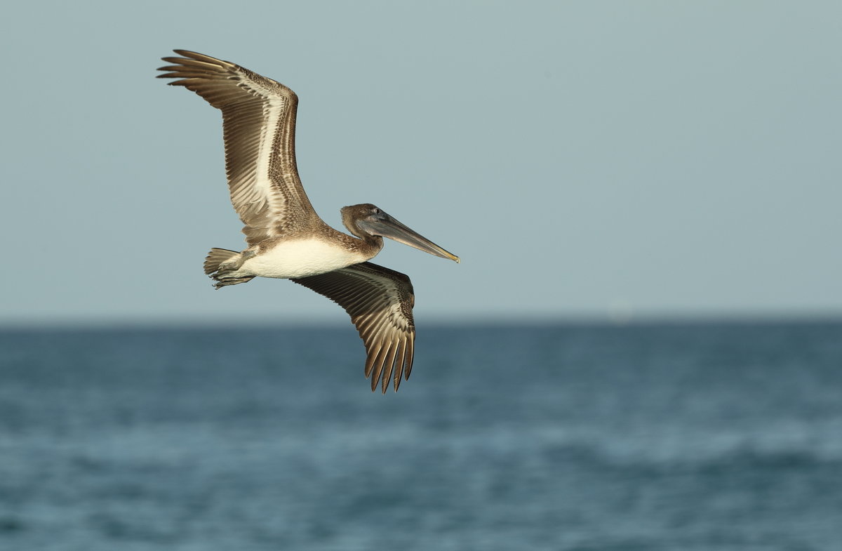 brown pelican - Naum 
