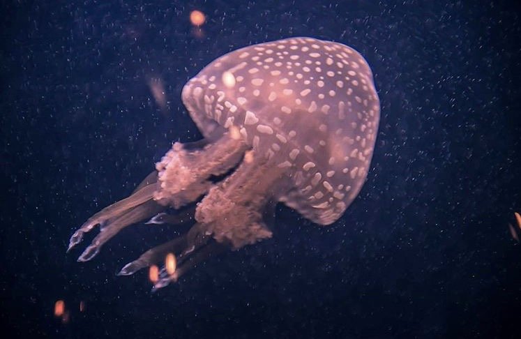 медуза - влада маллер