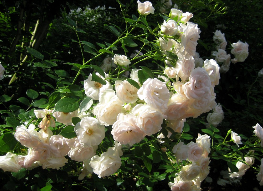 Белые розы - spm62 Baiakhcheva Svetlana