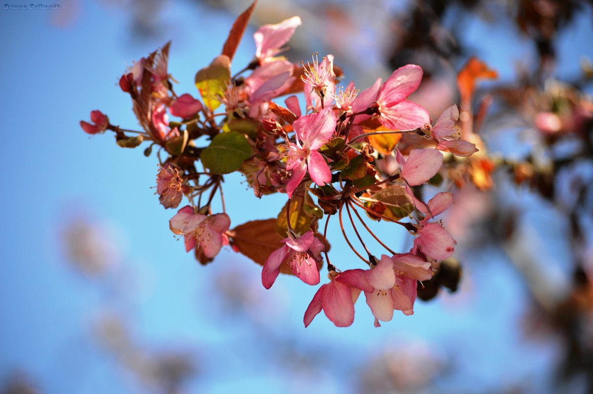 Цветение вишни - Оксана Шрикантх