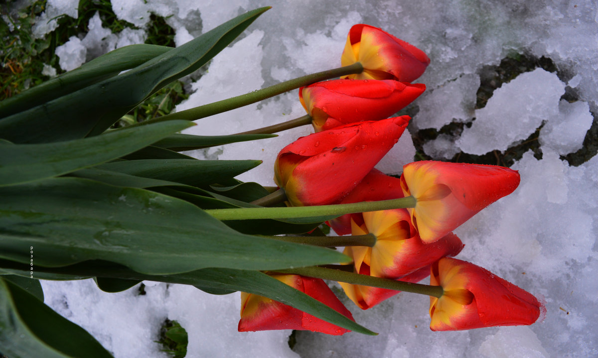 Пришла зима а цветочки мои мёрзнут 19 апреля 2017 - Ксения Забара