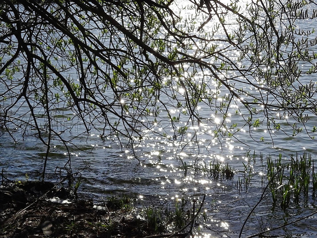 Игра лучей апрельского солнышка на глади озера - Маргарита Батырева