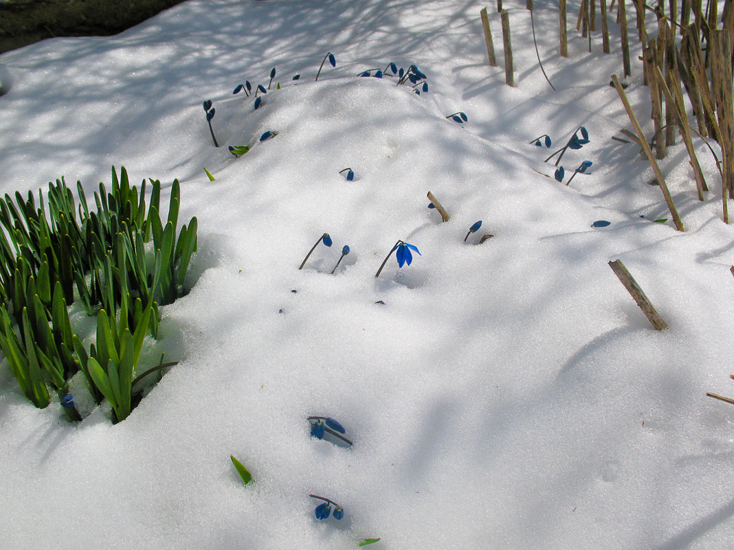 крокусы в снегу - Марина Ломина