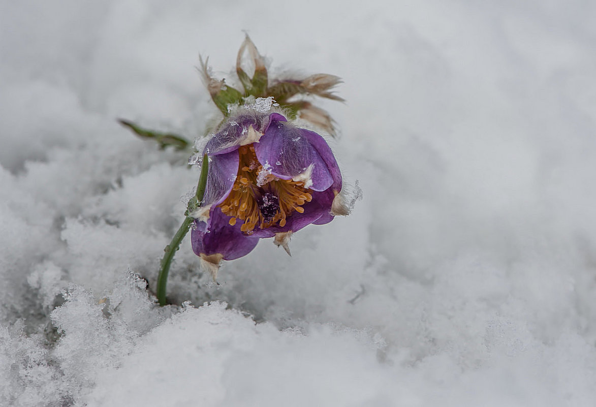 С весною из под снега - Сергей Герасимов