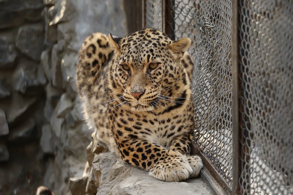 Персидский леопард - Владимир Шадрин