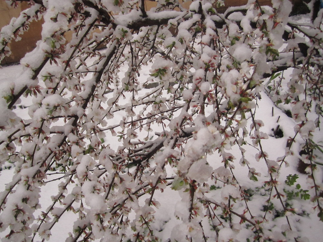 Весна и снег - Неля 