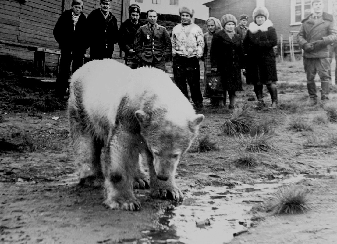 Белые медведи в центре городка Амдерма. 1989г. (переснято с  фото моего друга)... - Валерия  Полещикова 