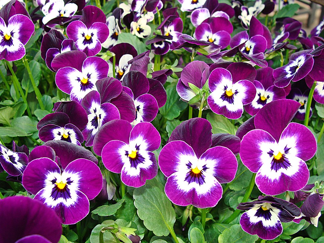 Viola cornuta / Фиалка рогатая - laana laadas