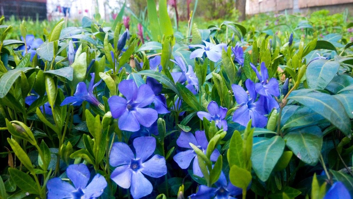 Синий цветочек - Valentina Ariel